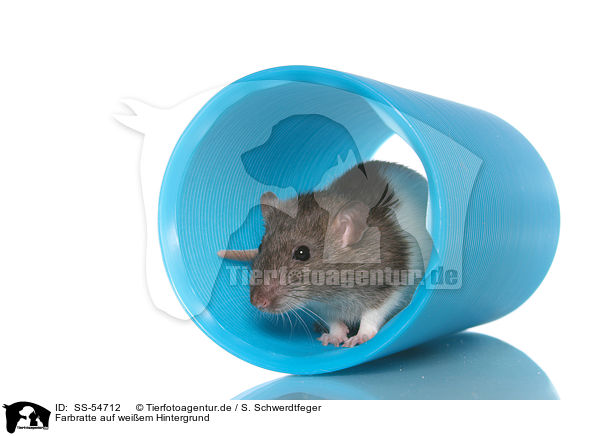 Farbratte auf weiem Hintergrund / fancy rat on white background / SS-54712