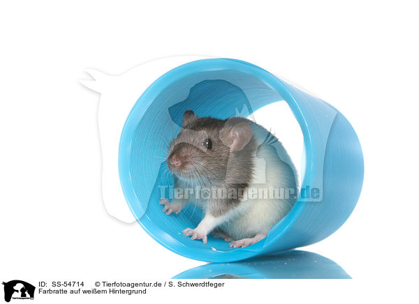 Farbratte auf weiem Hintergrund / fancy rat on white background / SS-54714