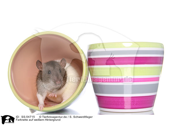 Farbratte auf weiem Hintergrund / fancy rat on white background / SS-54715