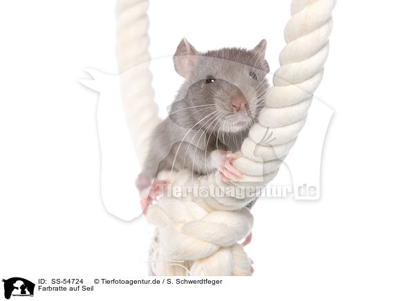 Farbratte auf Seil / fancy rat on rope / SS-54724