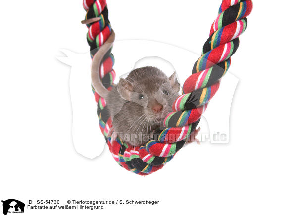 Farbratte auf weiem Hintergrund / fancy rat on white background / SS-54730