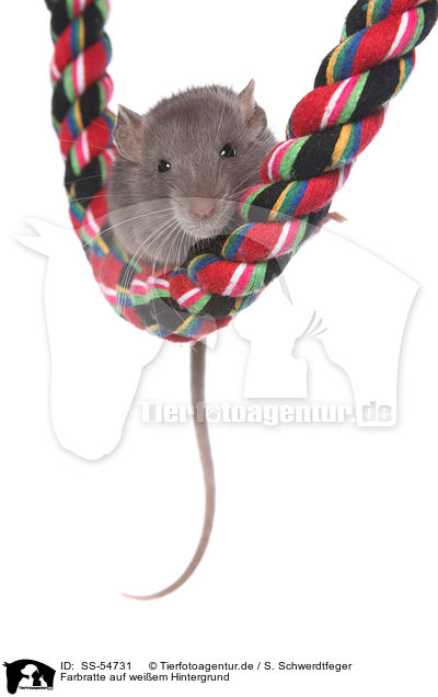Farbratte auf weiem Hintergrund / fancy rat on white background / SS-54731