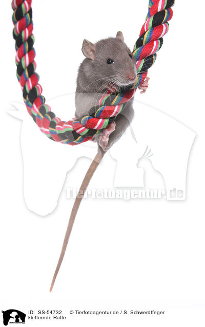 kletternde Ratte / climbing rat / SS-54732
