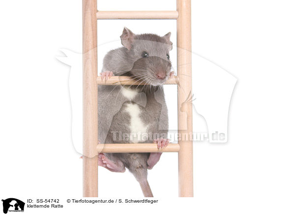 kletternde Ratte / climbing rat / SS-54742