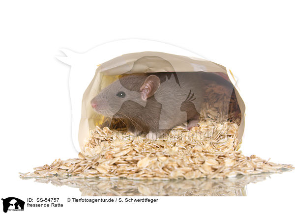 fressende Ratte / eating rat / SS-54757