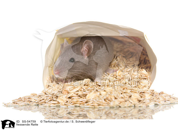 fressende Ratte / eating rat / SS-54759