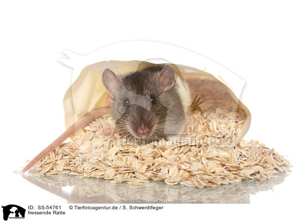 fressende Ratte / eating rat / SS-54761