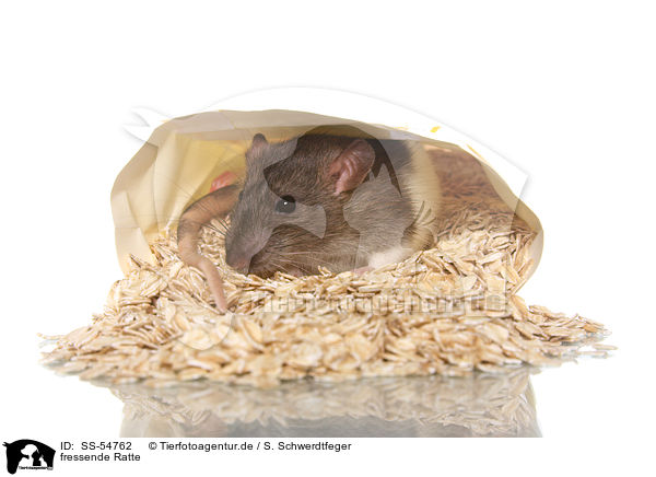 fressende Ratte / eating rat / SS-54762