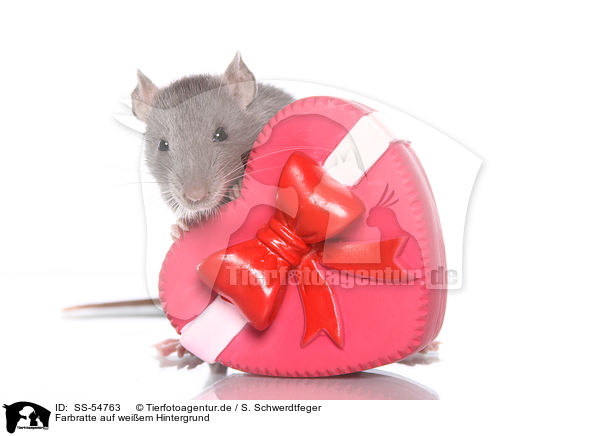 Farbratte auf weiem Hintergrund / fancy rat on white background / SS-54763