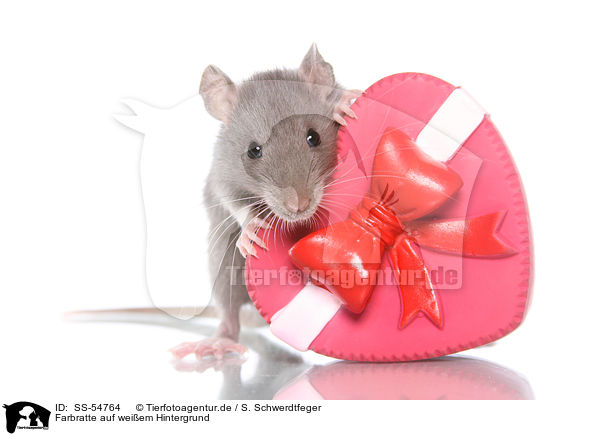 Farbratte auf weiem Hintergrund / fancy rat on white background / SS-54764