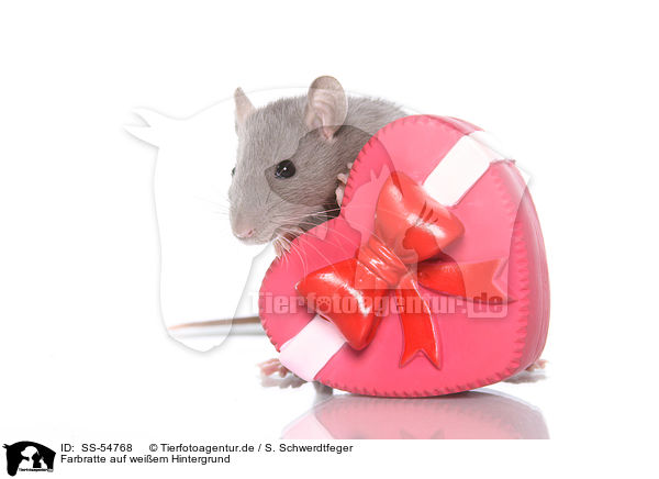 Farbratte auf weiem Hintergrund / fancy rat on white background / SS-54768