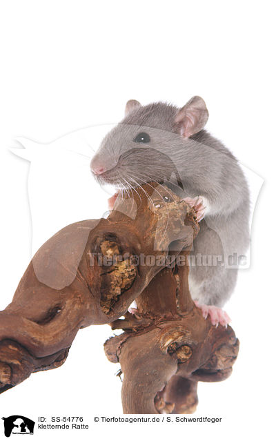 kletternde Ratte / climbing rat / SS-54776