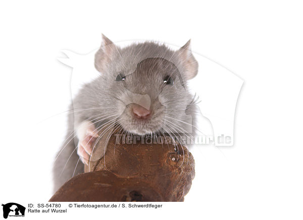 Ratte auf Wurzel / rat on root / SS-54780
