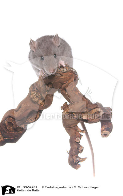 kletternde Ratte / climbing rat / SS-54781