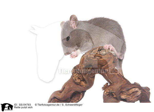 Ratte putzt sich / preening rat / SS-54783