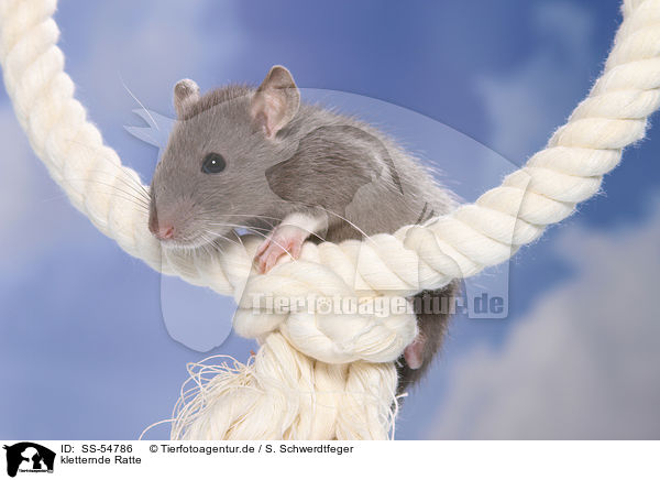 kletternde Ratte / climbing rat / SS-54786