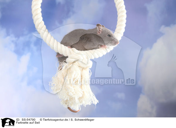 Farbratte auf Seil / fancy rat on rope / SS-54790