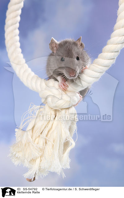 kletternde Ratte / climbing rat / SS-54792