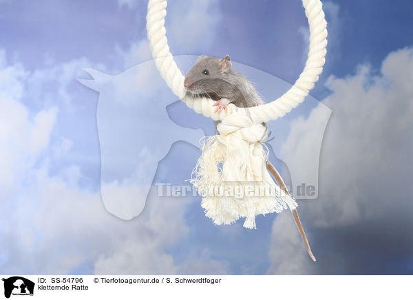 kletternde Ratte / climbing rat / SS-54796