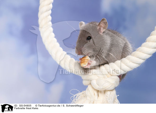 Farbratte frisst Keks / fancy rat eats biscuit / SS-54805