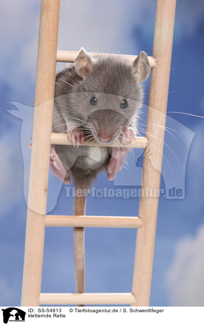 kletternde Ratte / SS-54813