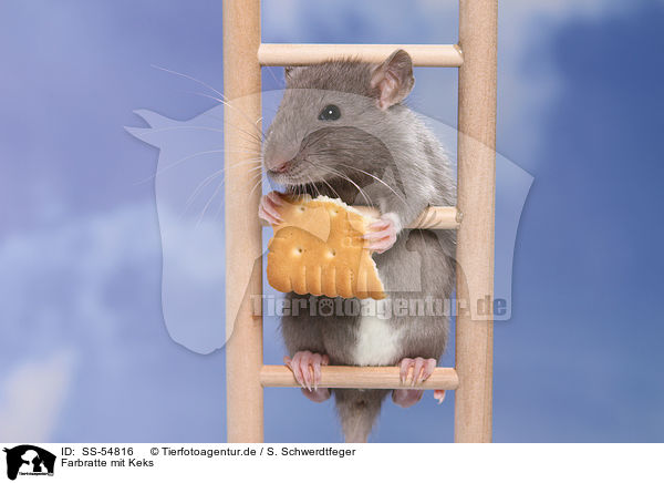 Farbratte mit Keks / fancy rat with biscuit / SS-54816