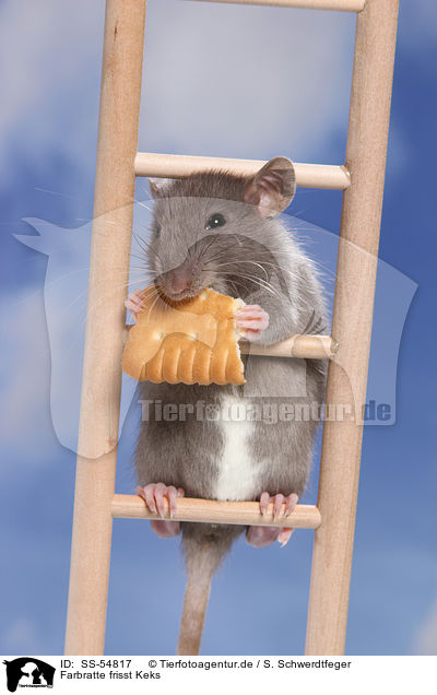 Farbratte frisst Keks / fancy rat eats biscuit / SS-54817