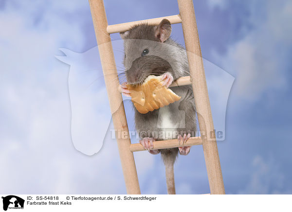 Farbratte frisst Keks / fancy rat eats biscuit / SS-54818