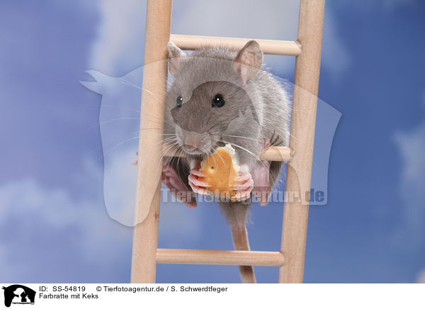 Farbratte mit Keks / fancy rat with biscuit / SS-54819