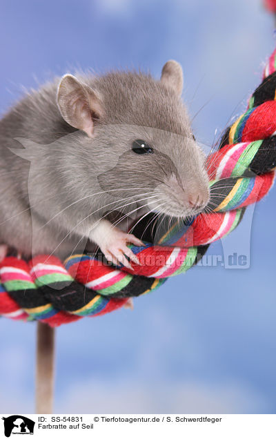 Farbratte auf Seil / fancy rat on rope / SS-54831