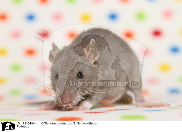 Farbratte / fancy rat / SS-54841