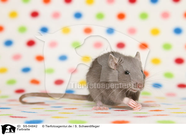 Farbratte / fancy rat / SS-54842