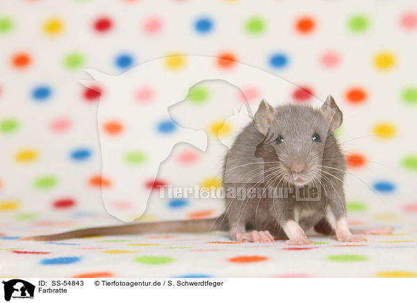 Farbratte / fancy rat / SS-54843