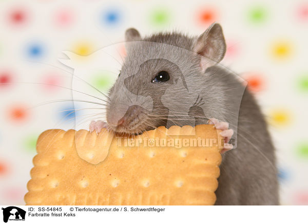 Farbratte frisst Keks / fancy rat eats biscuit / SS-54845