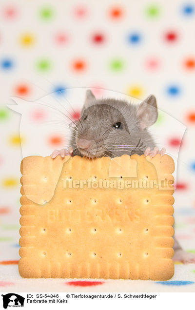 Farbratte mit Keks / fancy rat with biscuit / SS-54846