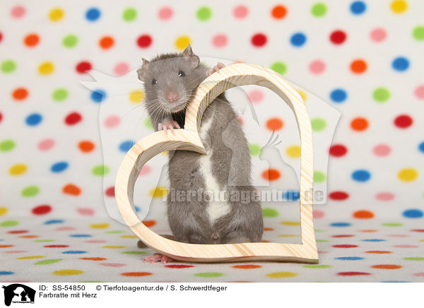 Farbratte mit Herz / fancy rat with heart / SS-54850