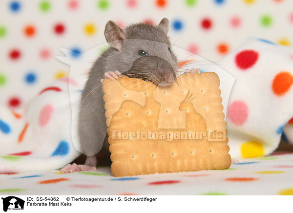 Farbratte frisst Keks / fancy rat eats biscuit / SS-54862