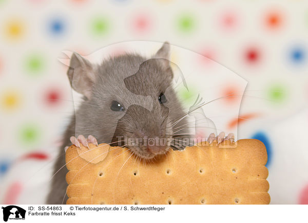 Farbratte frisst Keks / fancy rat eats biscuit / SS-54863