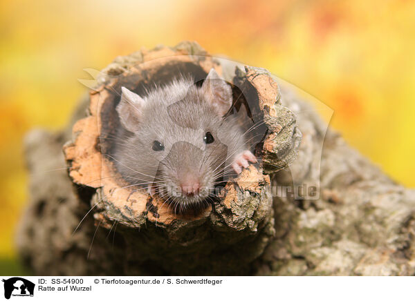 Ratte auf Wurzel / rat on root / SS-54900