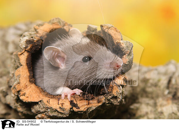 Ratte auf Wurzel / rat on root / SS-54902
