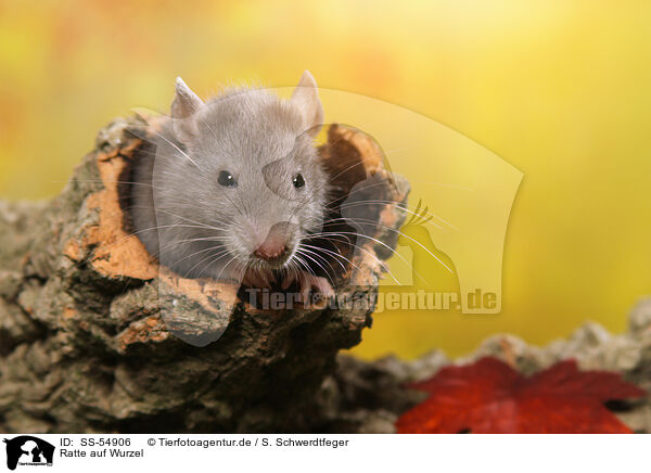 Ratte auf Wurzel / rat on root / SS-54906