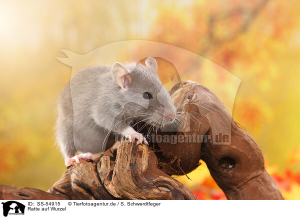 Ratte auf Wurzel / rat on root / SS-54915