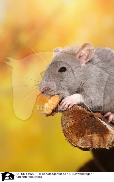 Farbratte frisst Keks / fancy rat eats biscuit / SS-54922