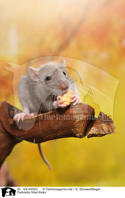 Farbratte frisst Keks / fancy rat eats biscuit / SS-54923