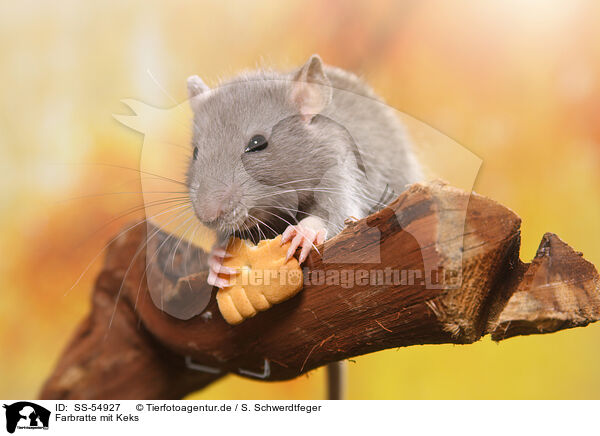 Farbratte mit Keks / fancy rat with biscuit / SS-54927