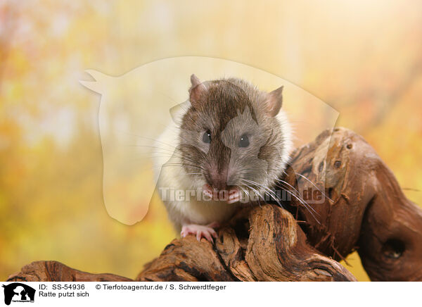 Ratte putzt sich / preening rat / SS-54936