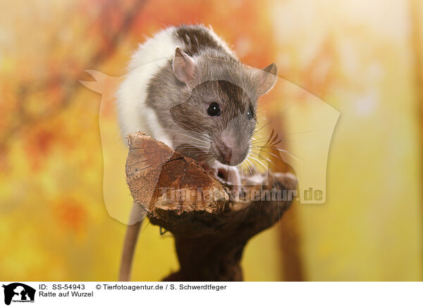 Ratte auf Wurzel / rat on root / SS-54943