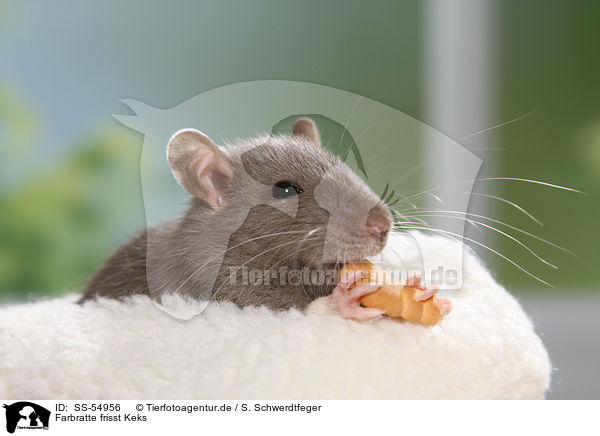 Farbratte frisst Keks / fancy rat eats biscuit / SS-54956