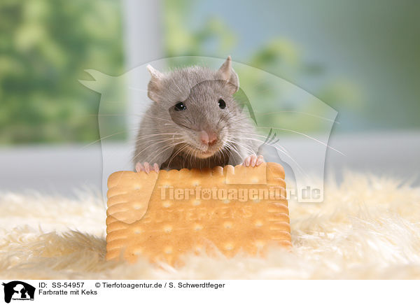 Farbratte mit Keks / fancy rat with biscuit / SS-54957