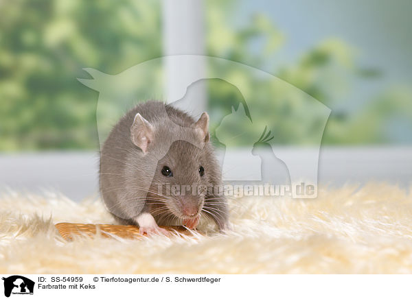 Farbratte mit Keks / fancy rat with biscuit / SS-54959